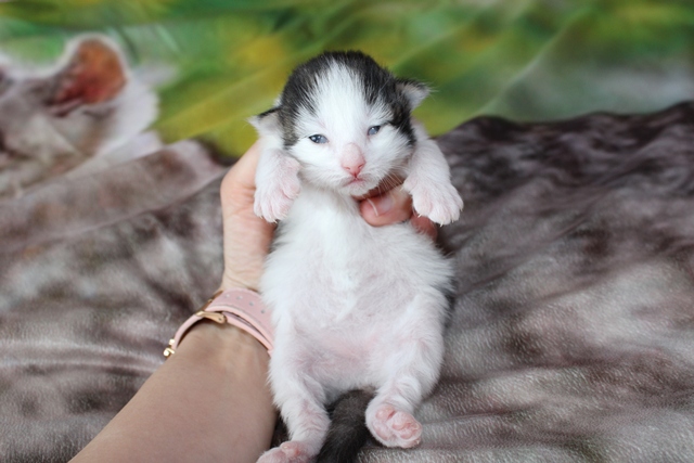 Gatita Bosque de Noruega disponible