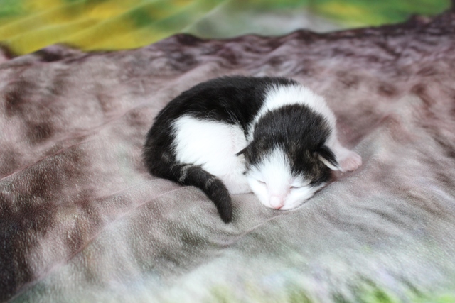 Gatita Bosque de Noruega disponible