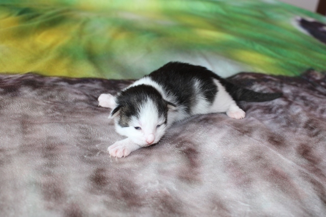 Gatita Bosque de Noruega disponible