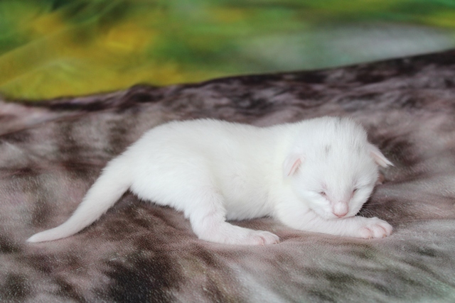 Macho Bosque de Noruega disponible