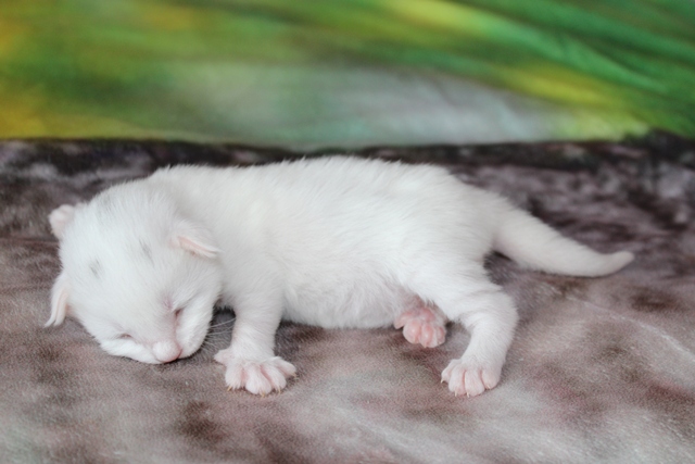 Macho Bosque de Noruega disponible