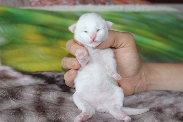 Macho Bosque de Noruega disponible