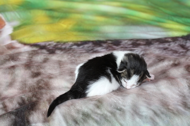 Gatita Bosque de Noruega disponible