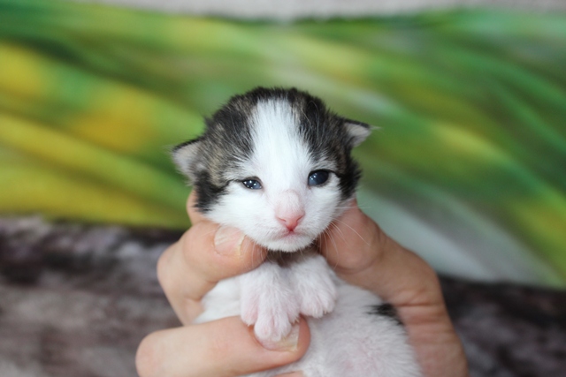 Gatita Bosque de Noruega disponible
