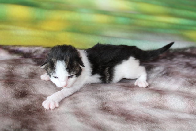 Gatita Bosque de Noruega disponible